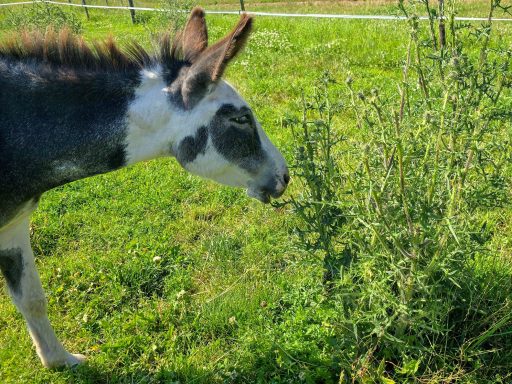 Tillman frisst 'ne Distel